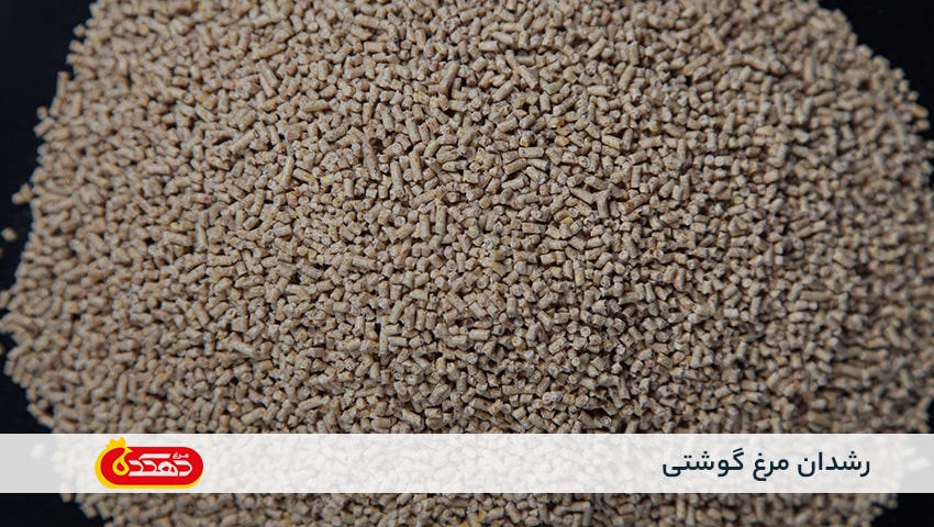 محصول رشدان مرغ گوشتی
